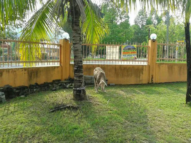 Surau Al-Muhajirin Picture 8