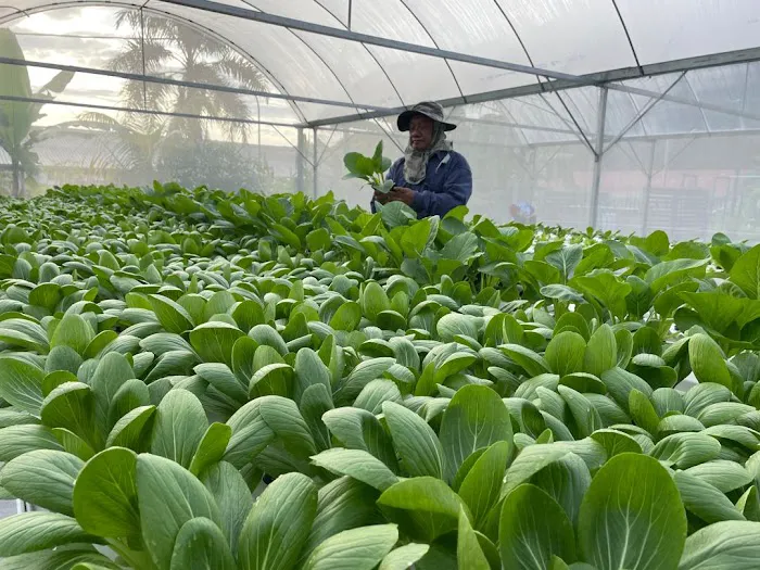 Kebun Komuniti KRT Sri Sedeli Picture 9