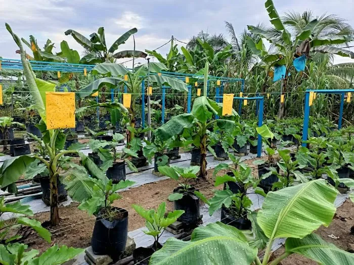 Kebun Komuniti KRT Sri Sedeli Picture 3