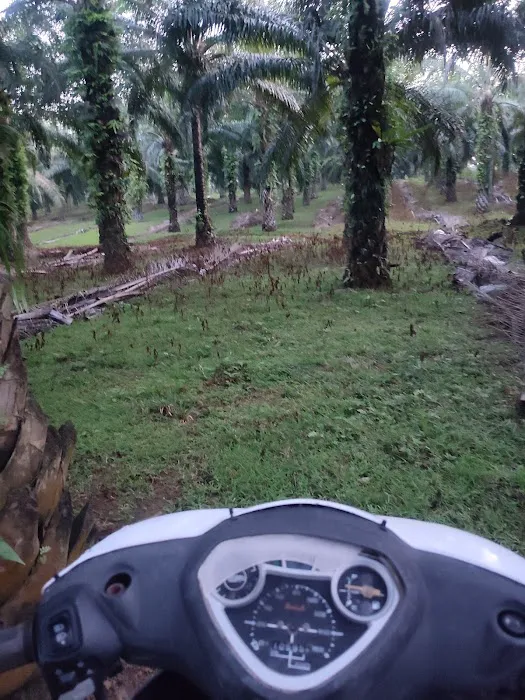 Ladang anok beranok mail timoh Picture 3