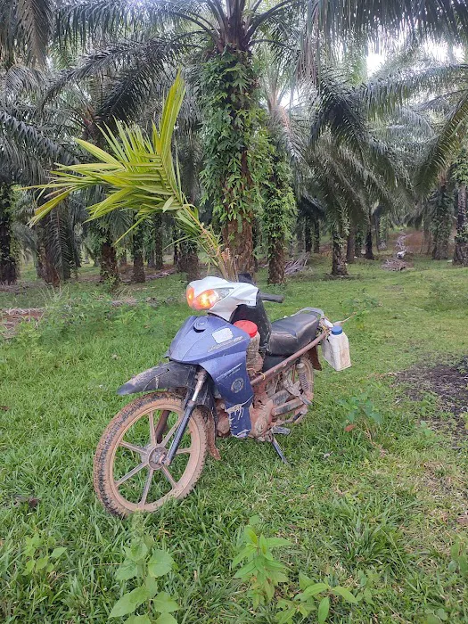 Ladang anok beranok mail timoh Picture 1
