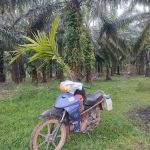 Ladang anok beranok mail timoh