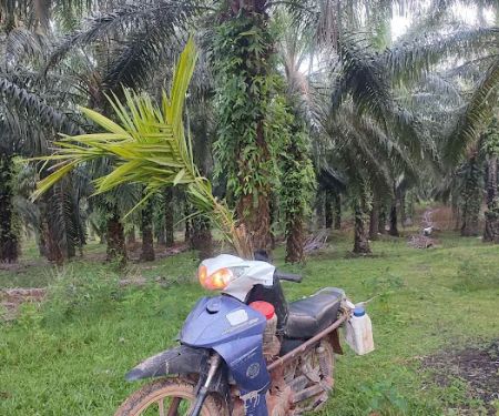Ladang anok beranok mail timoh