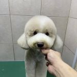My Pet Story @ Lorong Tupai