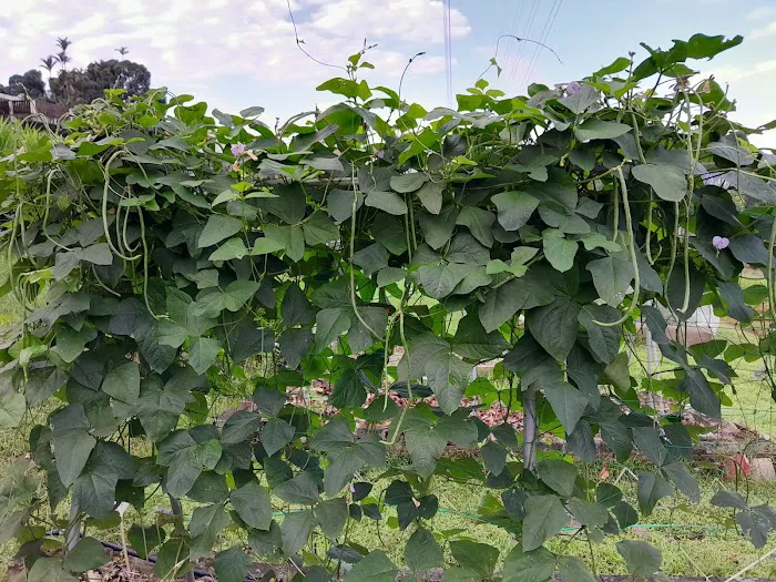 Kebun Komuniti hartamas Picture 6