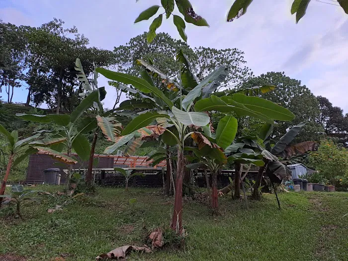 Kebun Komuniti hartamas Picture 5