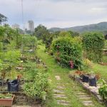 Kebun Komuniti hartamas