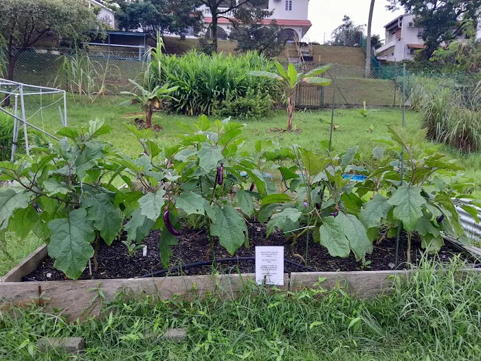 Kebun Komuniti hartamas Picture 2