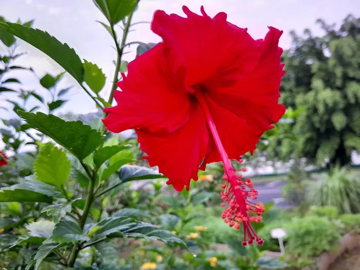 Kebun Komuniti hartamas Picture 7