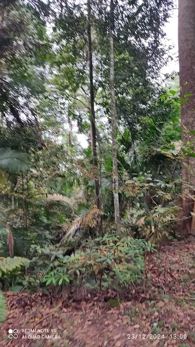Taman Botani Bangi UKM Picture 10