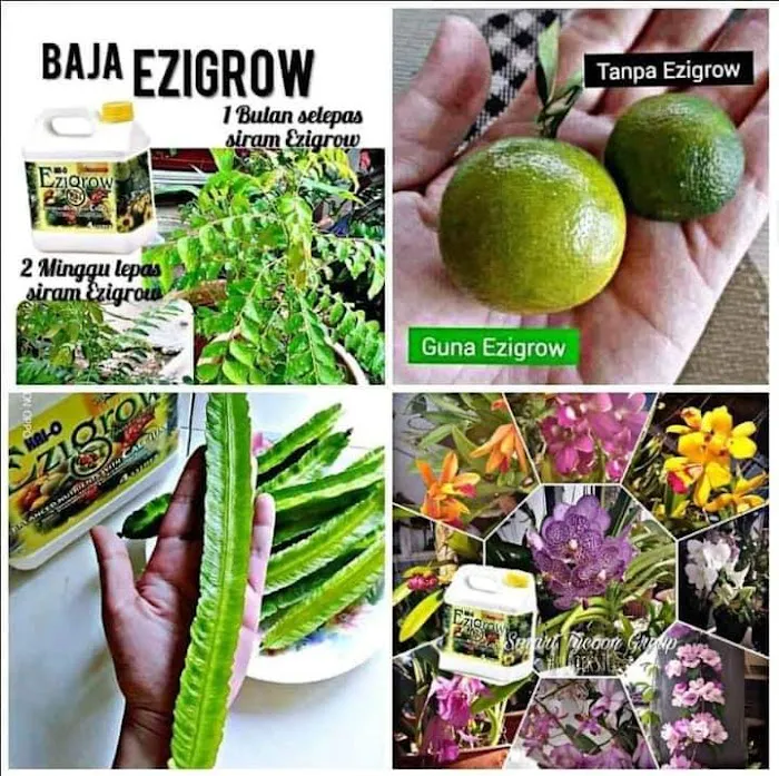 Baja Ezigrow Setiu Picture 4