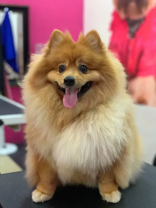 My Pets Emporium Picture 10