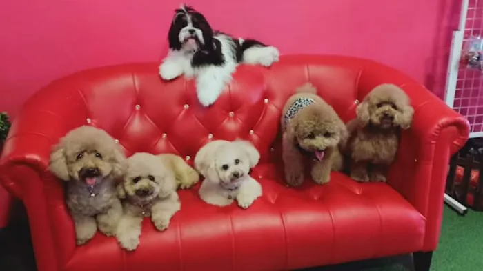 My Pets Emporium Picture 4