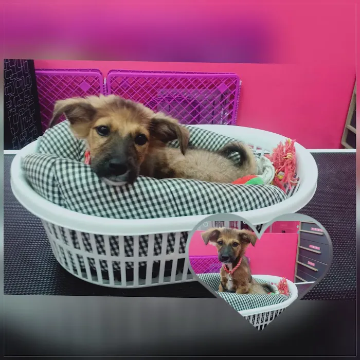 My Pets Emporium Picture 8