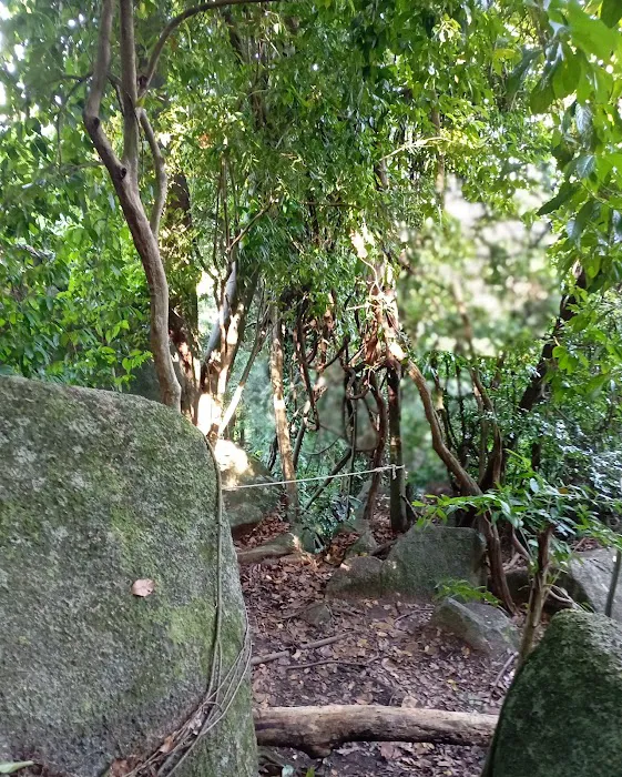 Bukit Gunong Hiking Track Picture 1
