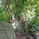Bukit Gunong Hiking Track