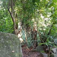 Bukit Gunong Hiking Track ico