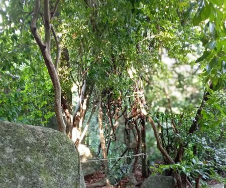 Bukit Gunong Hiking Track