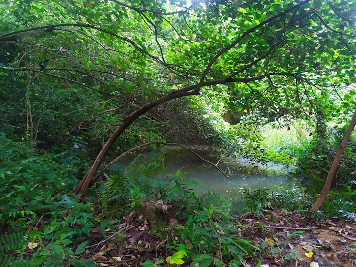 Bukit Gunong / Temalong Picture 10
