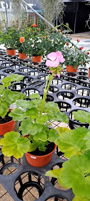 Baku Nursery Picture 7