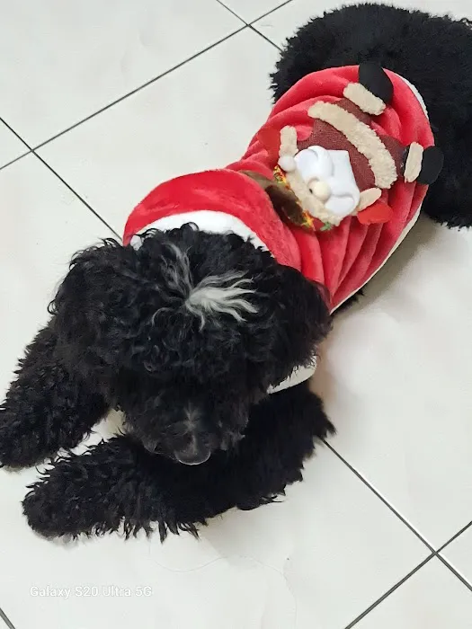 My Little Boss Pet shop Picture 3