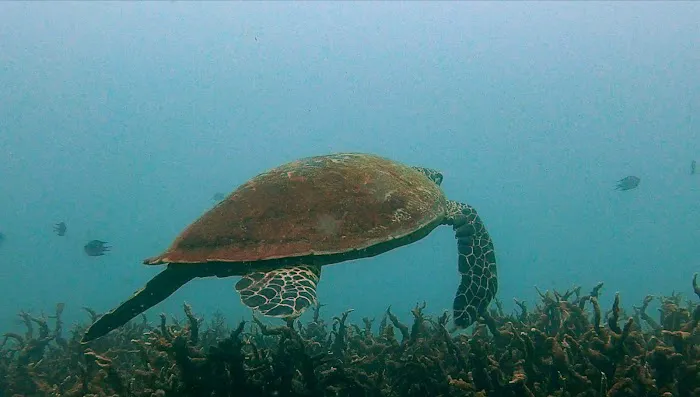 MY SCUBA Picture 2