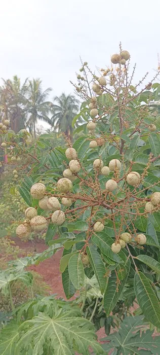 Laman Jajahan Opah Picture 3