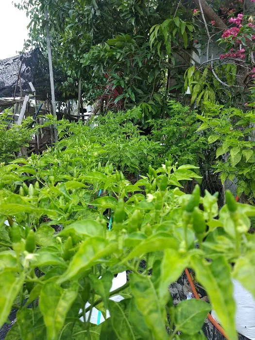 Kebun MFAN Picture 2