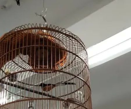 My Cats & Pets Centre