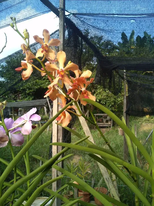 Aziz Orchid Nursery Picture 1