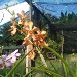 Aziz Orchid Nursery
