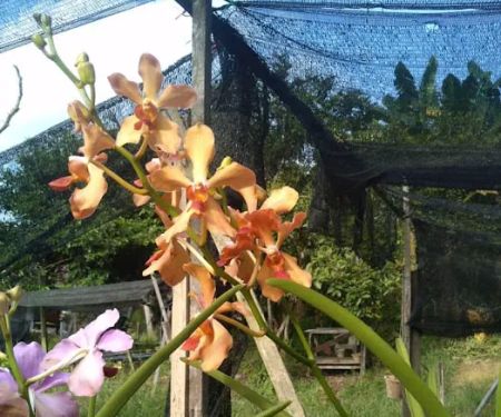 Aziz Orchid Nursery