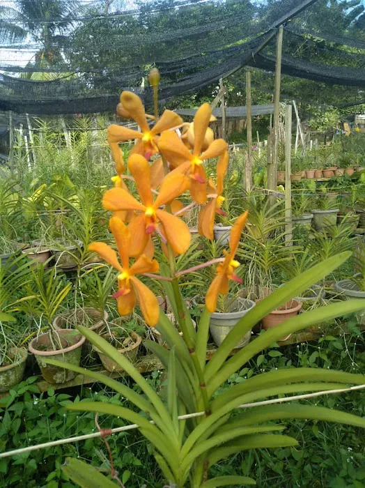 Aziz Orchid Nursery Picture 3