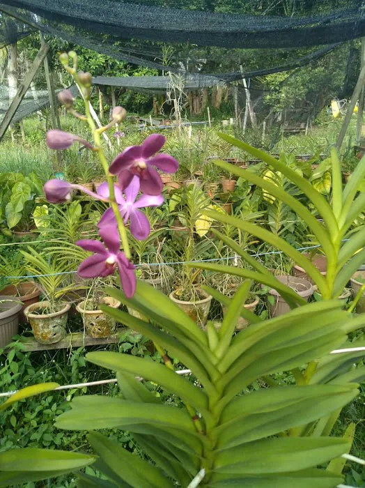 Aziz Orchid Nursery Picture 6
