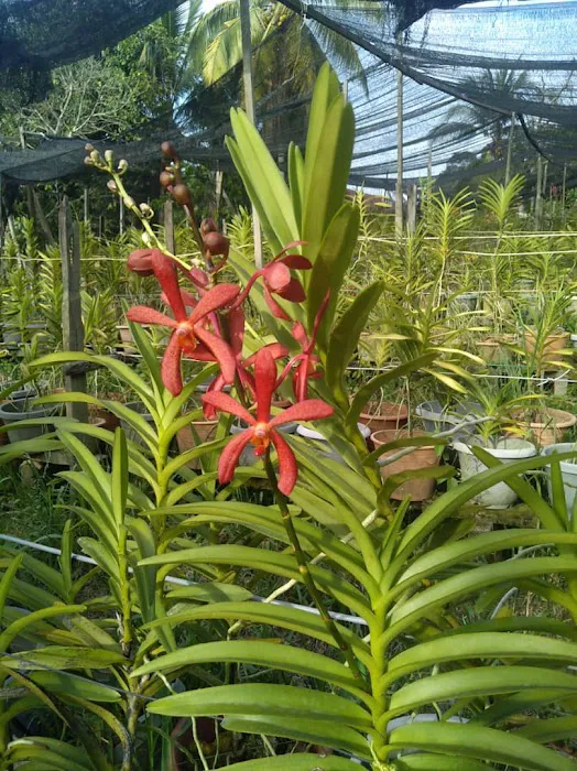 Aziz Orchid Nursery Picture 4