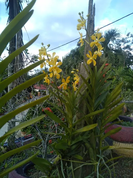 Aziz Orchid Nursery Picture 7