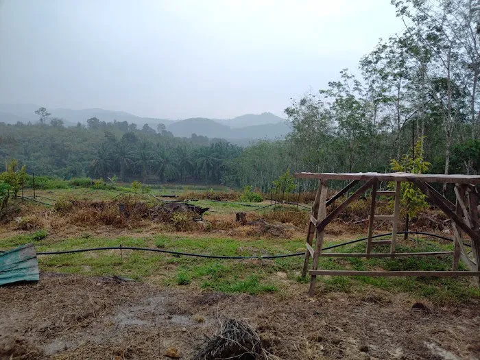 Kebun CHC (Manchis) Picture 3