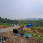 Kebun CHC (Manchis)