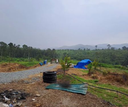Kebun CHC (Manchis)