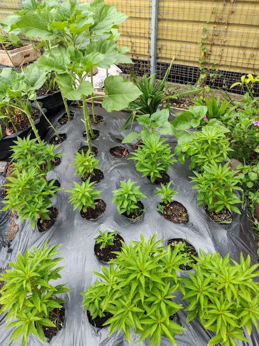 Phantira Garden Picture 2
