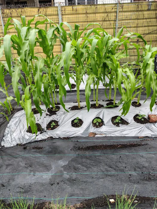 Phantira Garden Picture 1
