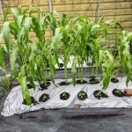 Phantira Garden