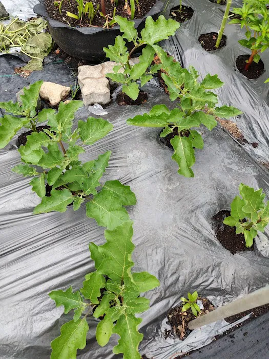 Phantira Garden Picture 7