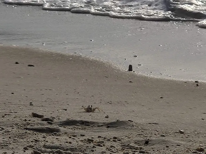 Turtle Beach Picture 9