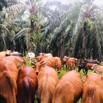 DINCHOT LIVESTOCK