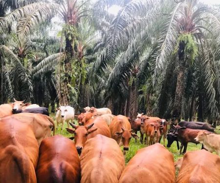 DINCHOT LIVESTOCK