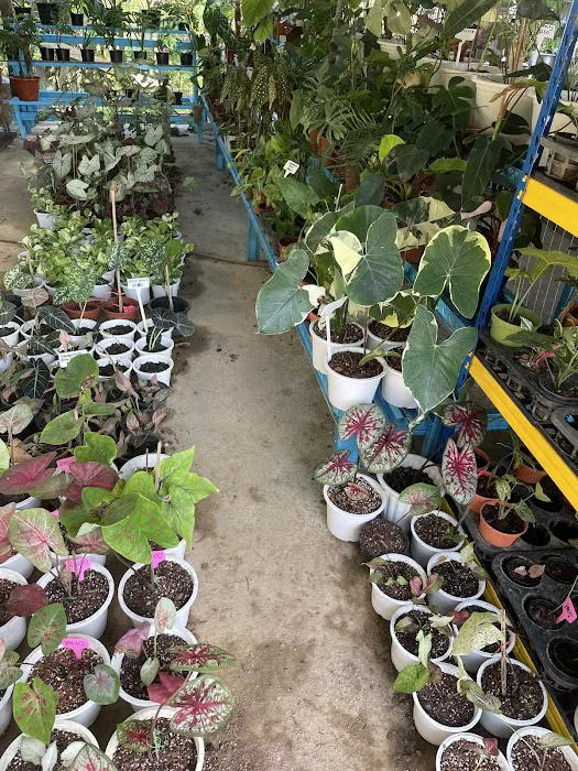 AZ SETIAKAWAN NURSERY (M) SDN BHD Picture 2