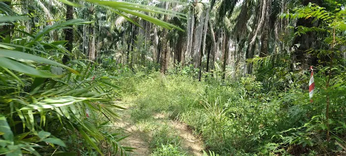 Lata Perangin Picture 1