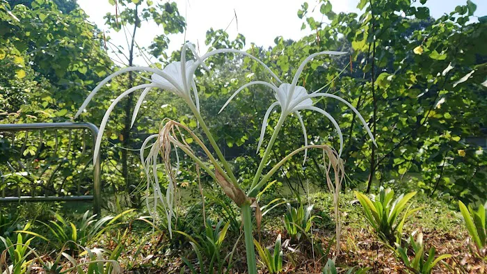 Bukit Komanwel Picture 10