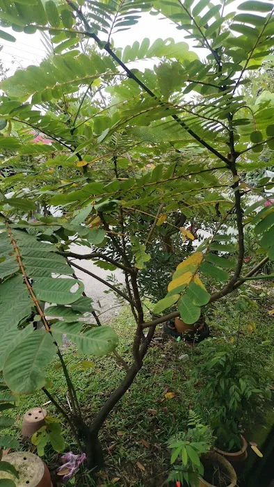 Daun gelenggang Picture 1